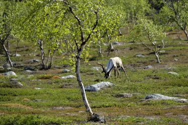 Porsanger