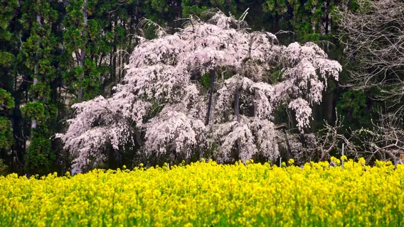 Tsuboi no Shidarezakura