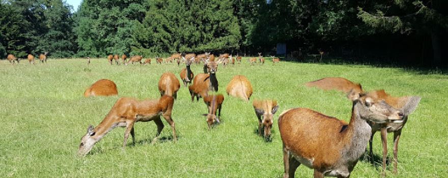 Parc aux cerfs et biches de Marsens