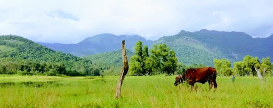 Thonikadav View Point