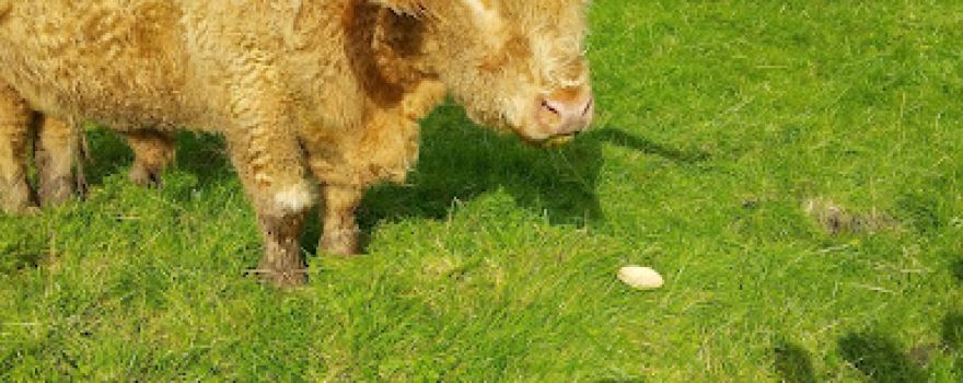 Sam Moore Open Farm