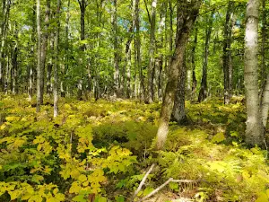 Laura Lake Campground