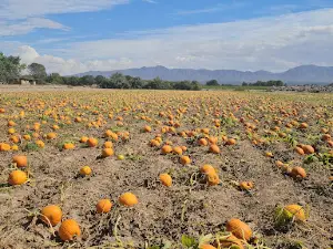 La Union Maze