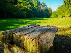 Parcul Dendrologic Bazoș