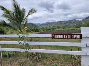 El Paseo de los Girasoles