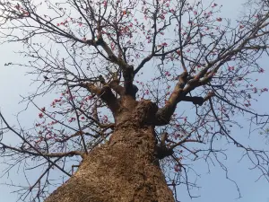 Ramrai Deghi Lychee Garden