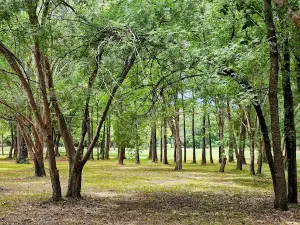 카우치 공원