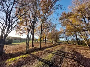 Domaine de Calabel : camping, chambre d'hôte et gite avec piscine au coeur du Gers (proche Marciac)