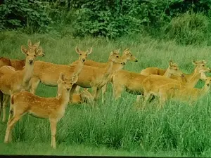 Jamtara Gate Pench Tiger Reserve