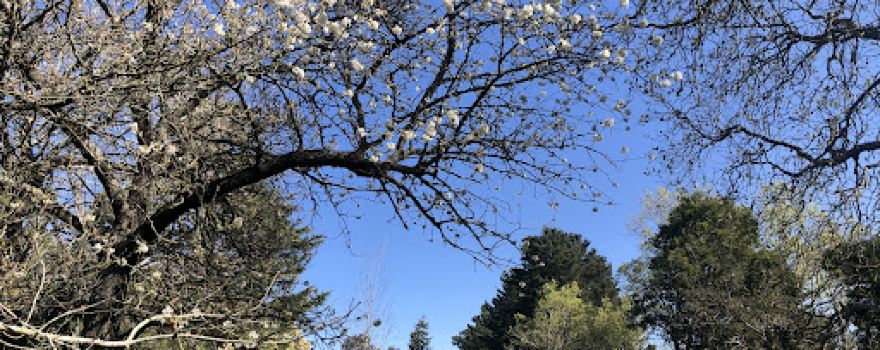 Adams Arboretum