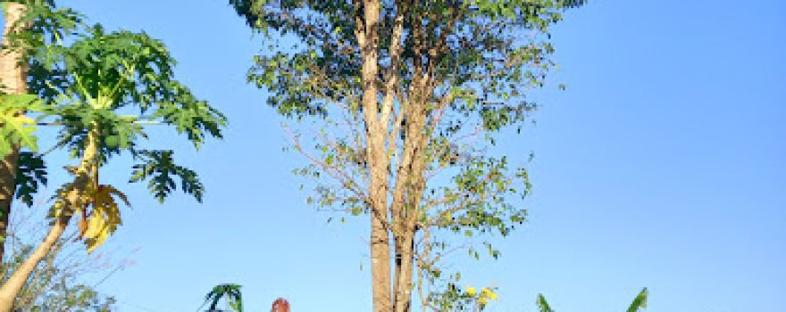 Cruz De ORO Final