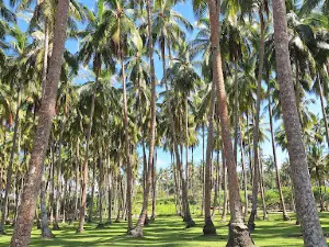 Pantai Cukuh. Kab. Kaur. Bengkulu. Sumatra