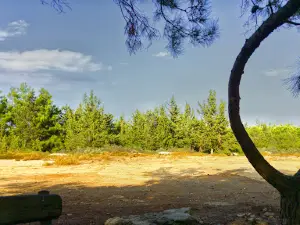 Forest Fourni