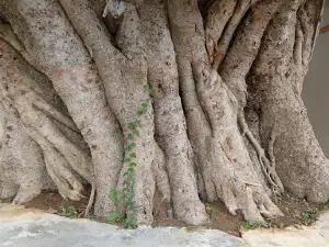 Gauri Shankar Mandir
