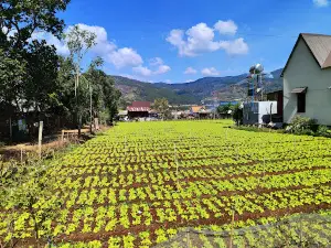 Chicken Village (Làng Gà)