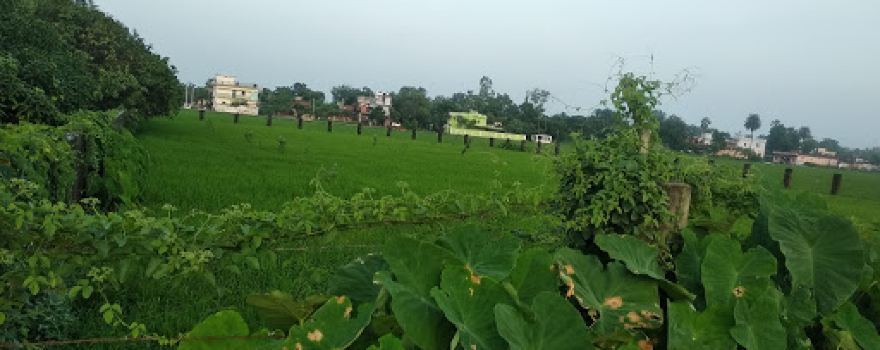 SAYYED's GARDEN