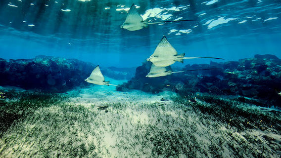 XPERIA: Smoky Mountains