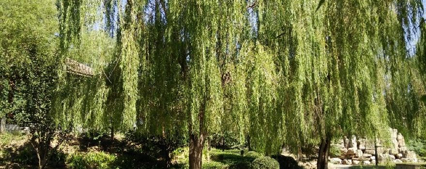 Wenyuan Park