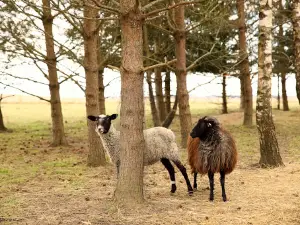 Lauku sēta - zoo ''Zemturi''