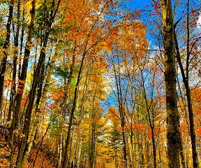 Petawawa Terrace Provincial Park