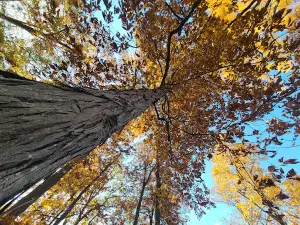 Greenville Park