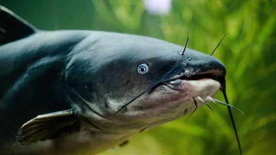 Medicine Park Aquarium and Natural Sciences Center