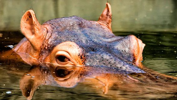 Bukit Gambang Water Park