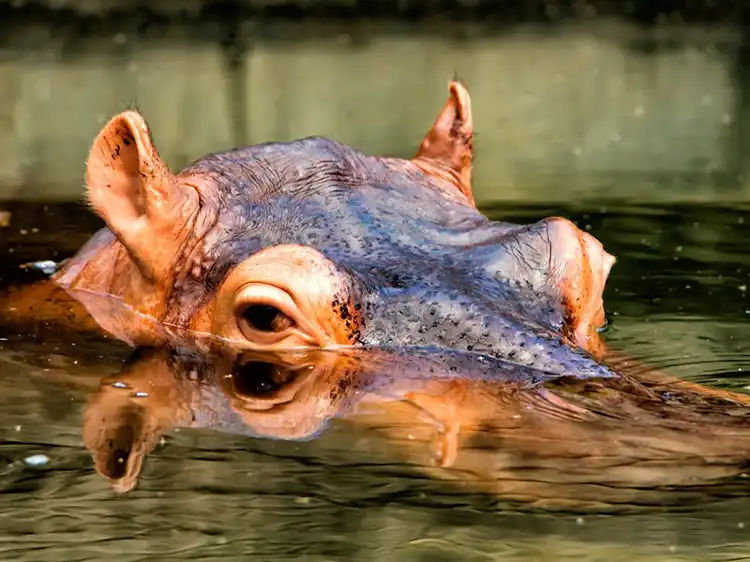 Ulu Lepar