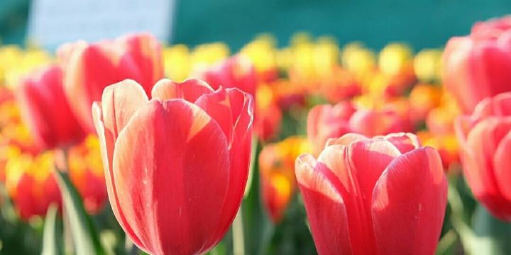 Tulip Garden Srinagar