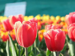 Tulip Garden Srinagar