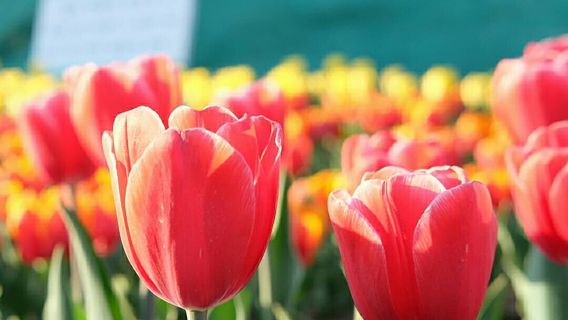 Tulip Garden Srinagar