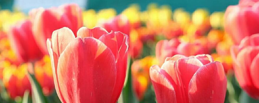 Tulip Garden Srinagar