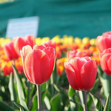 Tulip Garden Srinagar