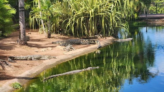 Crocodylus Park