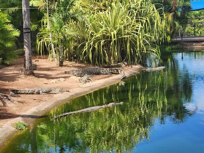 Crocodylus Park