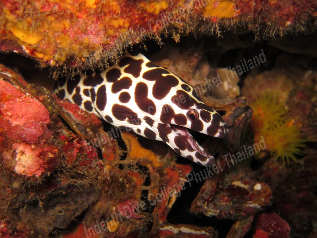 5_Indepth Dive Centre PADI 5* IDC & TecRec Centre