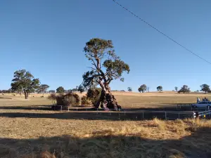 Historic Herbig Tree