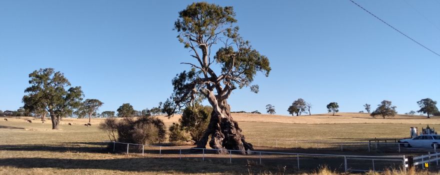 Historic Herbig Tree