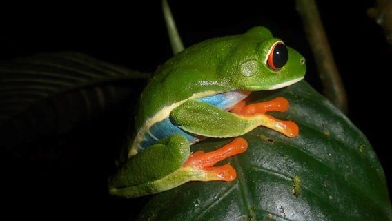 Mombacho Volcano Nature Reserve
