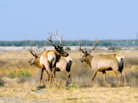 Tule Elk Reserve State Natural Reserve