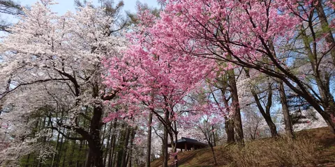 Kyozukayama Park