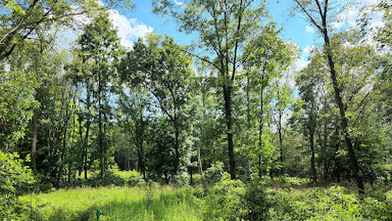 Wolf Tree Nature Trails