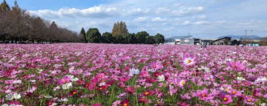 キリン花園