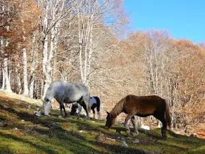Campo dell'Osso - 1.550m.