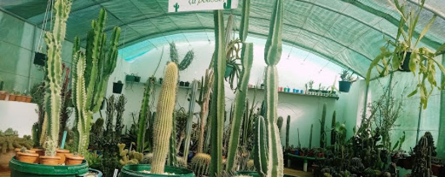 Cactusmania