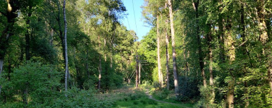 National Trust - Ludshott Commons