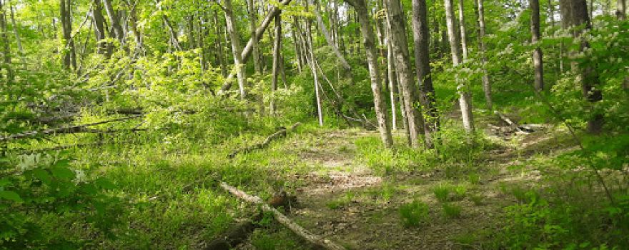 Mooresville Parks & Recreation