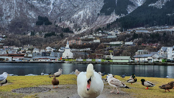 Odda