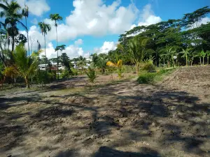 Mizan Garden