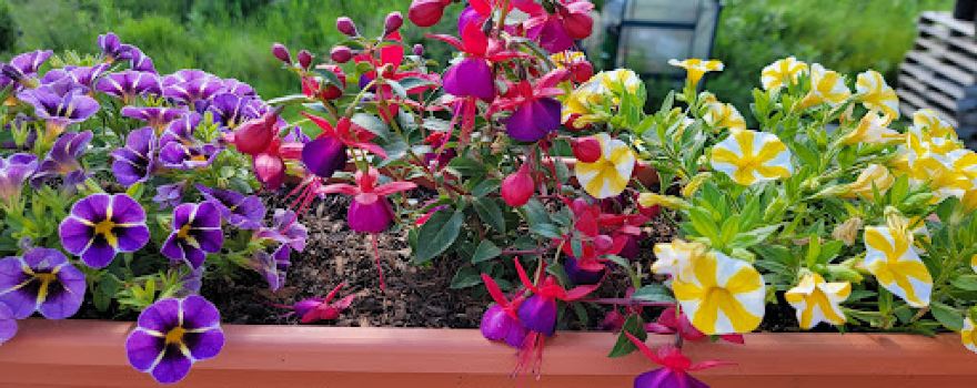Stillmeadow Gardens Flowers